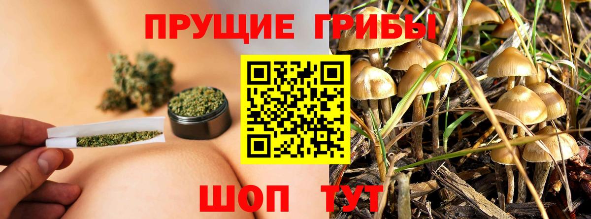 Псилоцибиновые грибы мицелий  Псилоцибиновые грибы Cubensis  Вход с VPN  Гусь-Хрустальный 